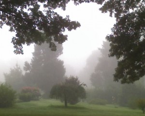 Fog settling in over the yard.