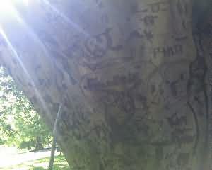 Sunbeams shining across a huge tree with carvings all over it.