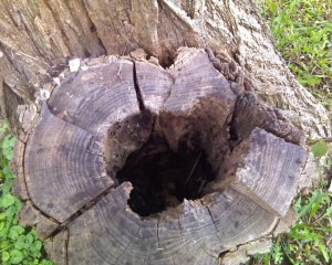 Can you see the rings of the tree stump?