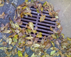 Storm drain covered partially by leaves