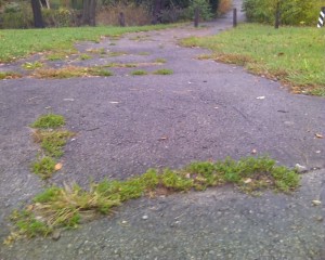 Grass growing up through the asphalt of the path