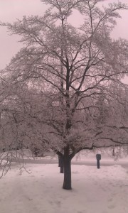 My dogwood tree in ice