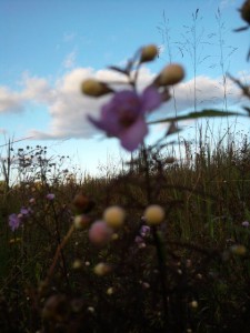 blurred flower