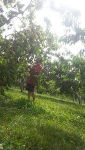 Spencer picking peaches