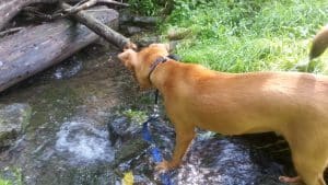 Max and the creek