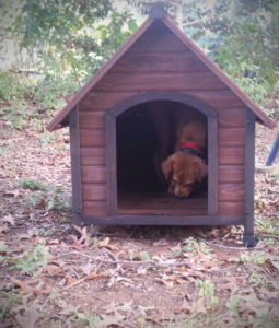 Max's Doghouse